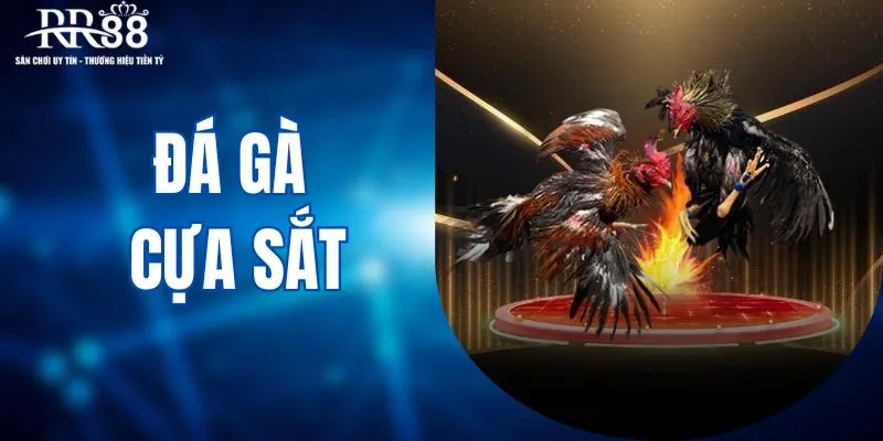 Đá gà cựa sắt