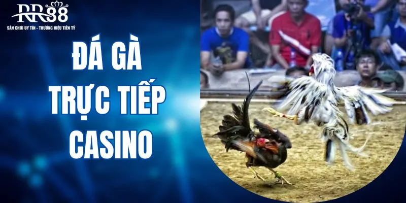 Đá gà trực tiếp casino