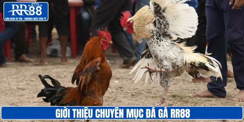 Giới thiệu chuyên mục đá gà RR88